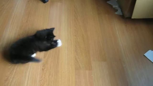 Kora Cat - Tuesday, 22 June смотреть онлайн