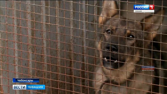 Только от жизни собачей собака бывает кусачей: чем существует пункт передержки бездомных животных в смотреть онлайн