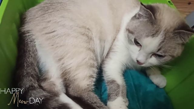 РОДЫ КОШКИ. Как рожает кошка. НАША КОШКА РОЖАЕТ. КОТЯТА ? смотреть онлайн