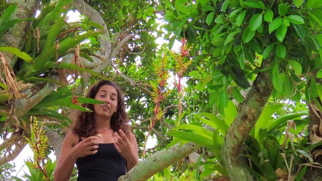 Todo sobre bromélias: adaptaciones, importancia y como cuidarlas смотреть онлайн