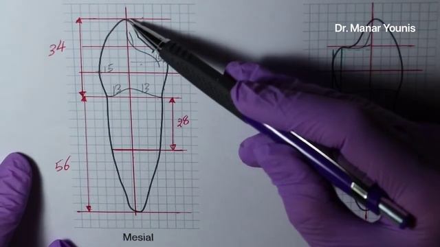 drawing mandibular first premolar смотреть онлайн