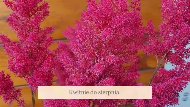 Tawułka 'Sunny Day' - Astilbe - czarująca sąsiadka dla Host i Paprotek смотреть онлайн