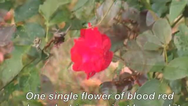 war and roses смотреть онлайн