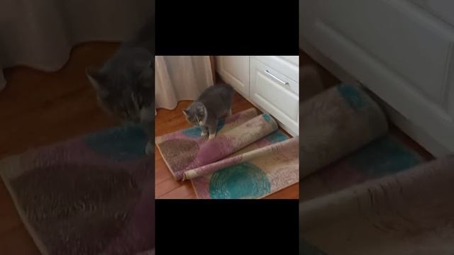 Соседский кот пришел поесть на халяву смотреть онлайн