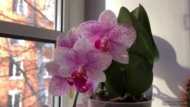 Vlog/Кронштадт, цветочные ларьки, в поисках прекрасной орхидейки. Мой щенок не против познакомиться