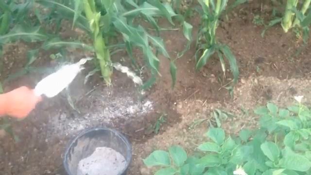 Кукуруза и горошек в середине лета.mp4 смотреть онлайн