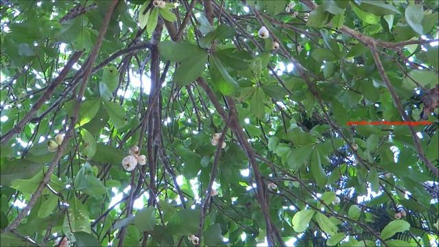 White Malay Apple - Syzygium Malaccense смотреть онлайн