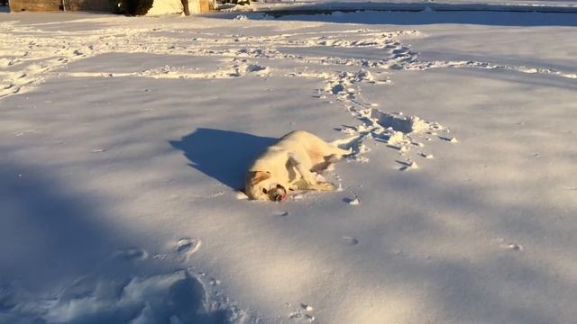 SnowBelle Angels смотреть онлайн