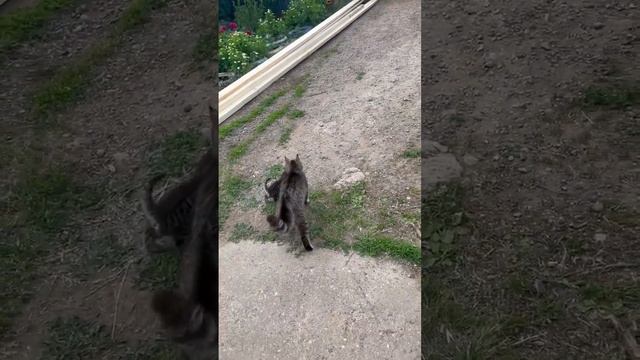 Маленький Чепусик тянется к Баксу больше чем к мамаше ?? #котенок