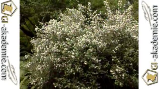 006 - Декоративные кустарники. смотреть онлайн