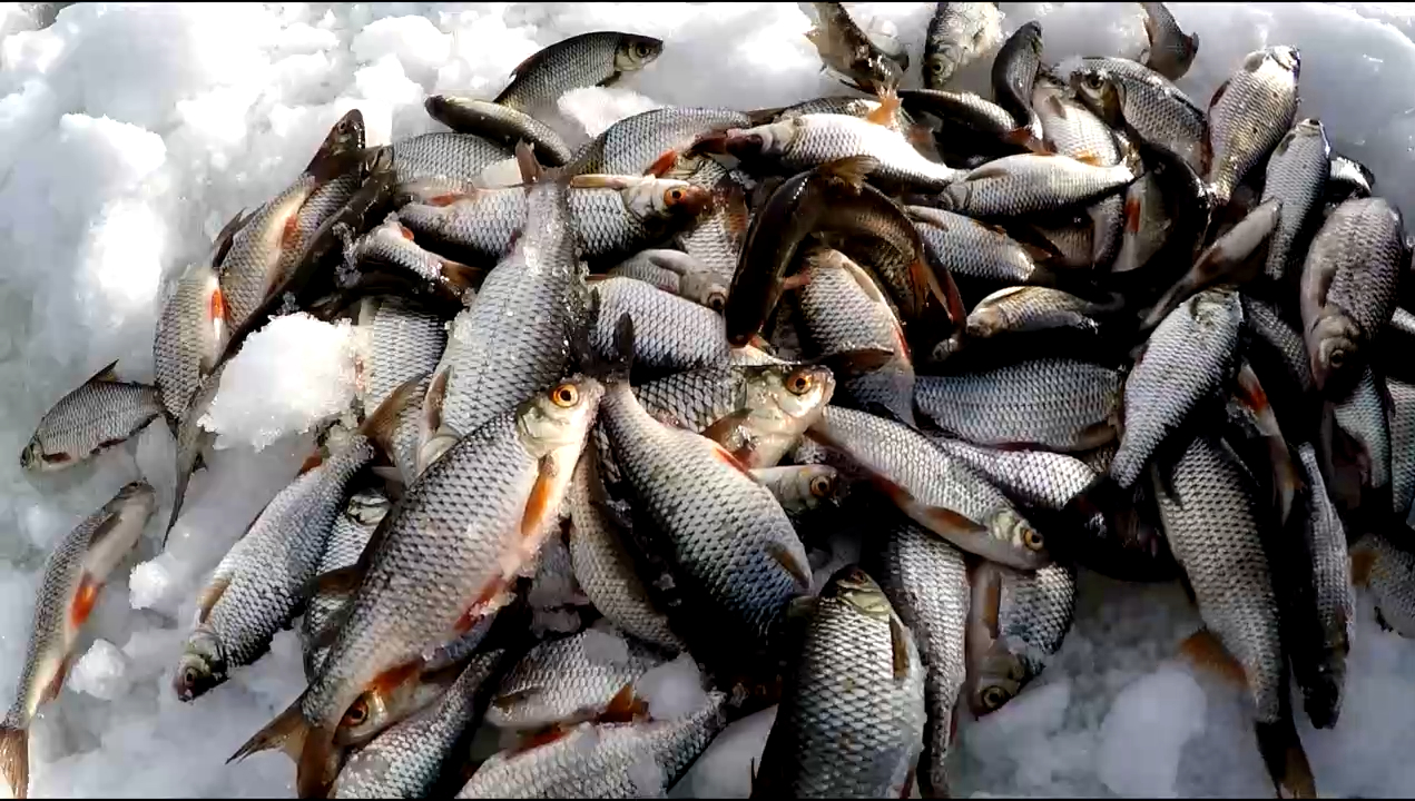 В выходные на рыбалку. Средняя Волга. смотреть онлайн