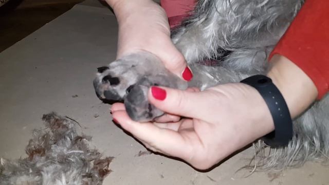 Уход за животными в сильный мороз . Дорогой салат по рецепту подписчицы . смотреть онлайн