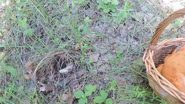 "Хороши грибочки в этом лесочке" смотреть онлайн