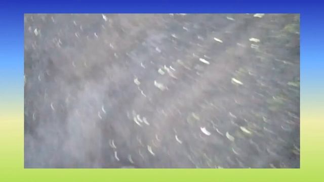 Грядки с морковью. смотреть онлайн