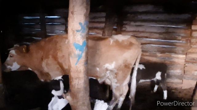 САЖАЮ ЛУК, ТЕЛЯТА 3 ШТУКИ бегают ПО БАЗУ смотреть онлайн