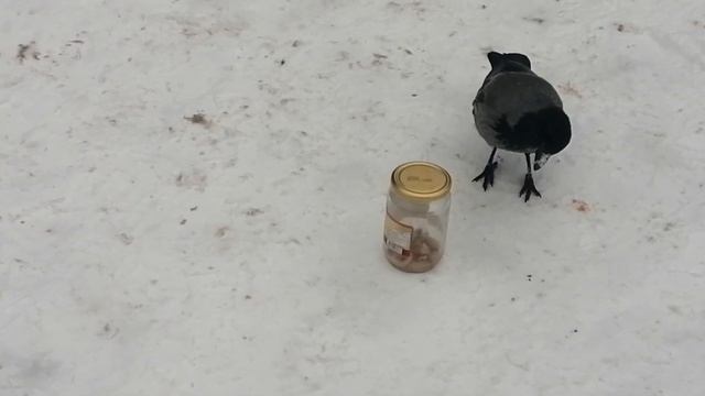 DIY puzzle for shy crows \ Пазл для неопытных ворон. Пазлы своими руками смотреть онлайн