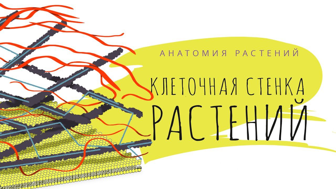 2. Вещества клеточной стенки. Анатомия растений - 5 - 6 класс смотреть онлайн