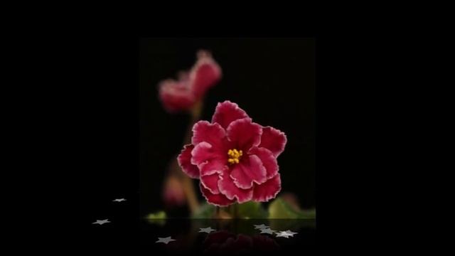 Цветы Фото Юрия Докукина.wmv смотреть онлайн