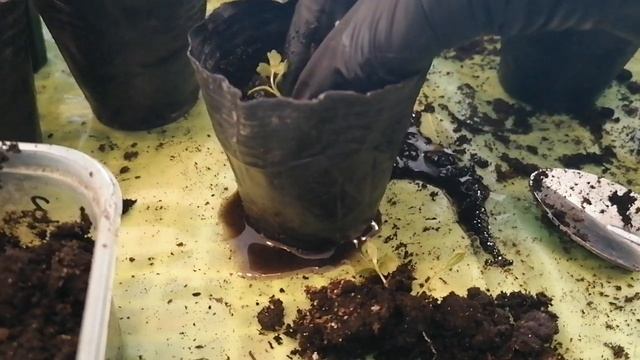 ПРАВИЛЬНЫЙ СПОСОБ ПОСЕВА СЕЛЬДЕРЕЯ И БАЗИЛИКА | ПИКИРУЮ ЧЕРЕШКОВЫЙ СЕЛЬДЕРЕЙ смотреть онлайн