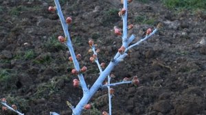 Обработка персика Хорусом