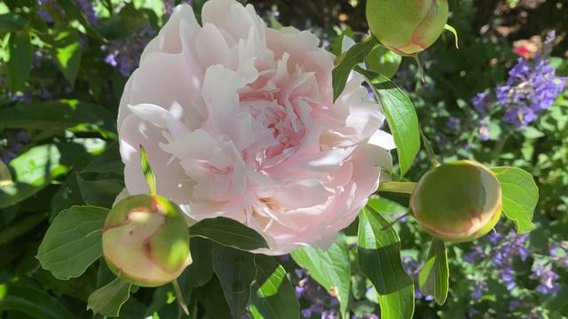 First peony bloom of the year! 💚💕 смотреть онлайн