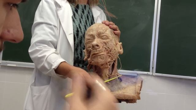 Шейное сплетение Plexus Cervicales