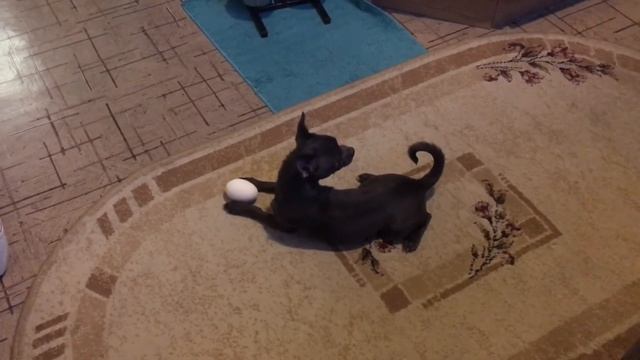 Чихуахуа и яйцо ?? chihuahua & egg смотреть онлайн