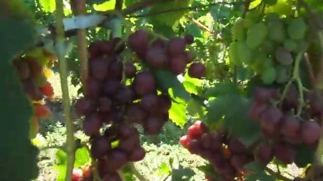 обзор винограда Торнадо, Велюр, Подарок Никополю, Казантип, Перцовый красный, Мария и др. смотреть онлайн