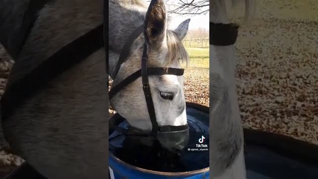 лошадь необычно пьет воду смотреть онлайн