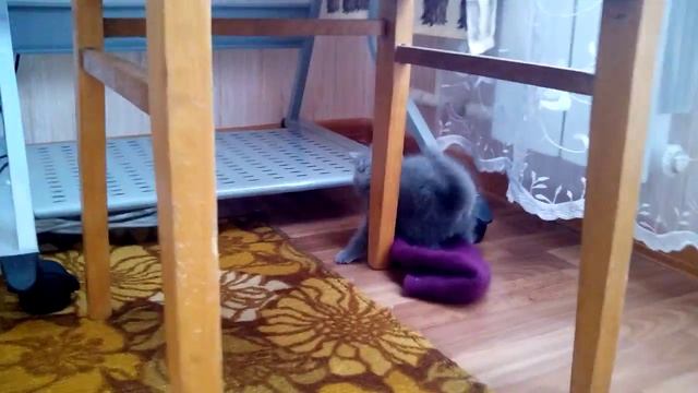 Маленький британский котенок играется смотреть онлайн