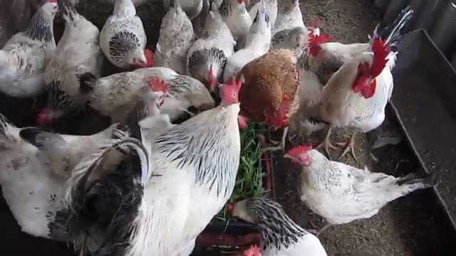 Как прорастить зерно для кур несушек! Как влияет кормление на величину яйца! смотреть онлайн