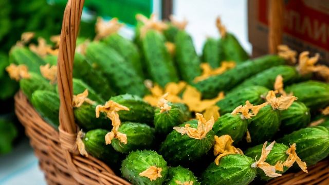 ПОЛИЛА ЭТИМ ОГУРЦЫ, ПРУТ И ПРУТ КУДА ДЕВАТЬ ИХ СТОЛЬКО ПОДКОРМКА ОГУРЦОВ. смотреть онлайн