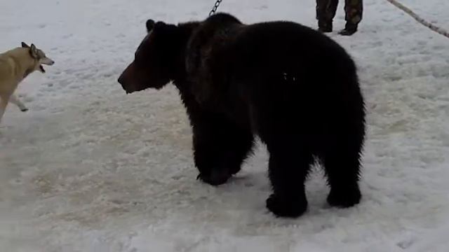 IMAG9975(первая притравка -медведь) смотреть онлайн