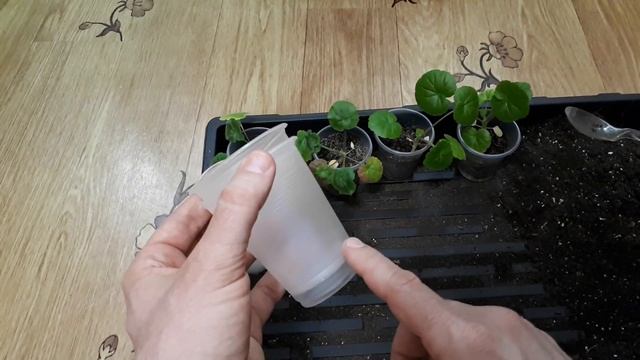 Пеларгония из семян легко и просто. Пришло время пересадки. Как завязываются семена пеларгонии смотреть онлайн
