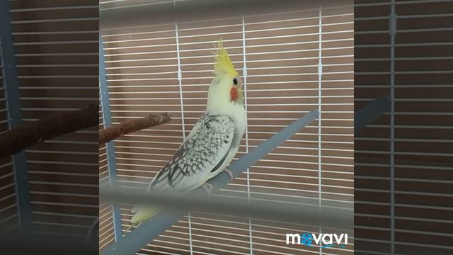 Птенцу кореллы месяц смотреть онлайн