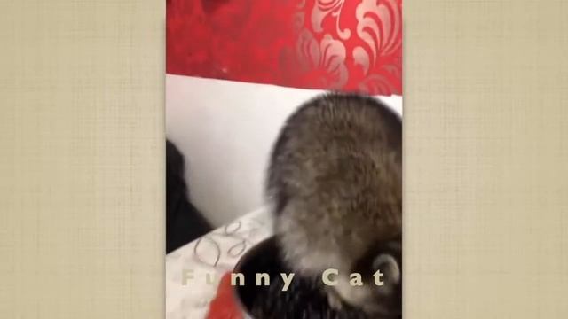 Cмешные ЕНОТЫ #21 / Приколы с ЕНОТАМИ 2021 / Funny Raccoons. смотреть онлайн