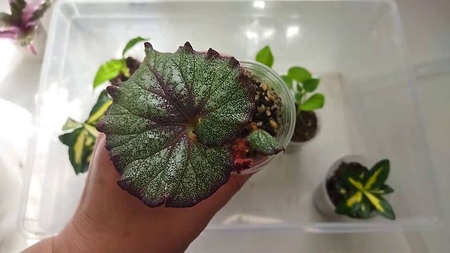 Обзор растений в тепличках 🌱 / Повседневные заботы смотреть онлайн