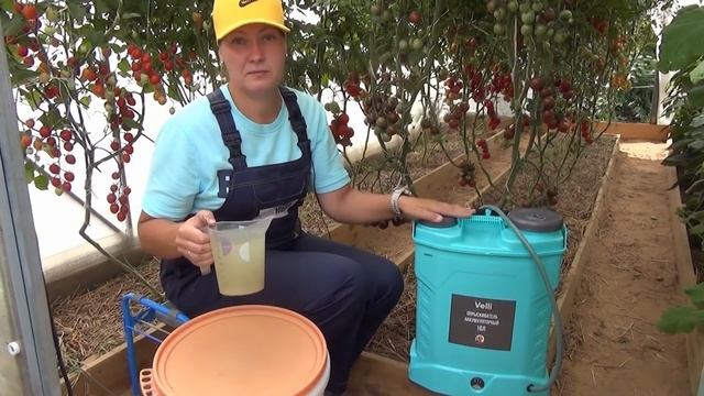 Почему томаты с серым пятном? Вершинная гниль на помидорах: причины, лечение и профилактика смотреть онлайн