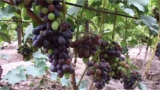 Виноградник О М  Писанка