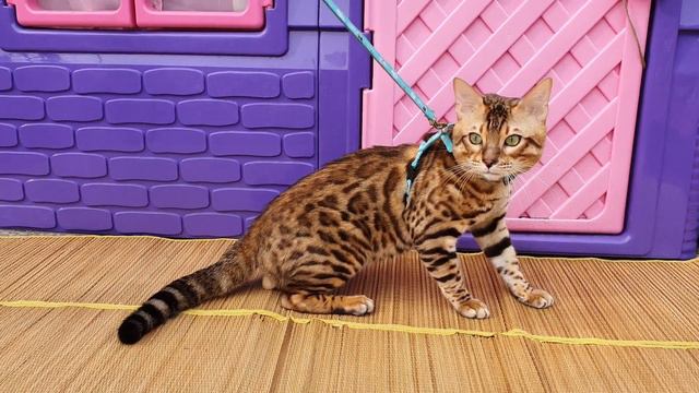 Бенгальский котик Бен