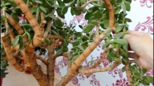 Формировка Большой Толстянки. Обрезка денежного дерева. __Валентина Земскова.