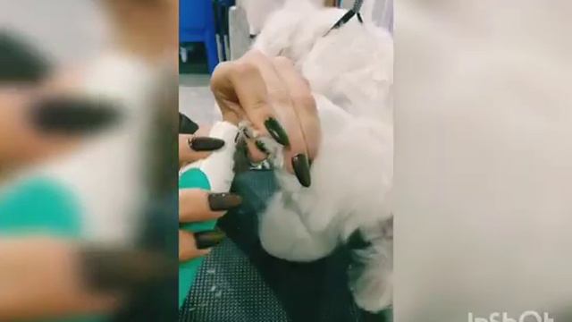 Мальтийская болонка. Фидель кайфует) смотреть онлайн