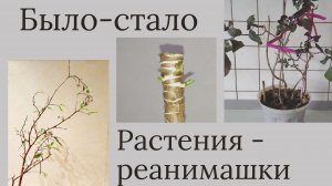 Растения реанимашки: было - стало!