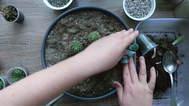Сад на окне - клумба из суккулентов / Garden on the window - a bed of succulents смотреть онлайн