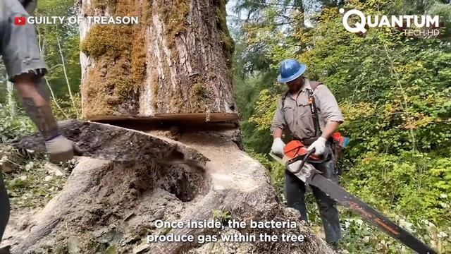 Dangerous Tree Cutting Skills With Chainsaw And Heavy Logging Equipment ▶ 2 смотреть онлайн