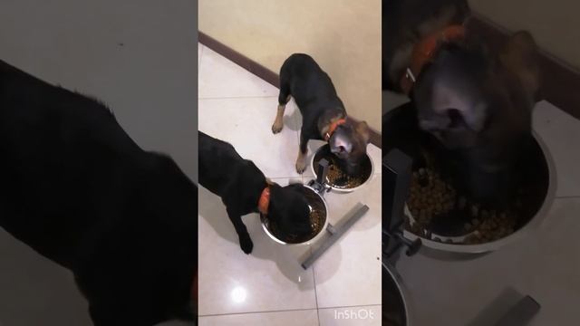 Шейли и Лилу)) Наши любимые лабрадворики))