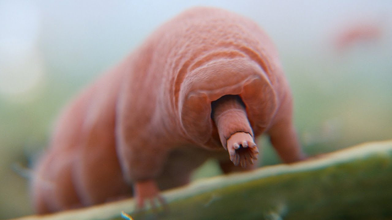 10 почти бессмертных животных смотреть онлайн