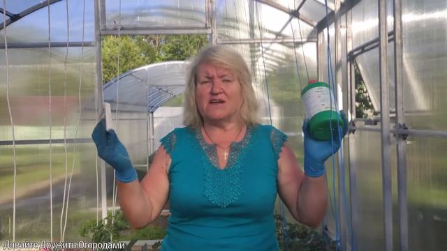 Удобряем помидоры мульчой. Вершинной гнили у томатов не будет!