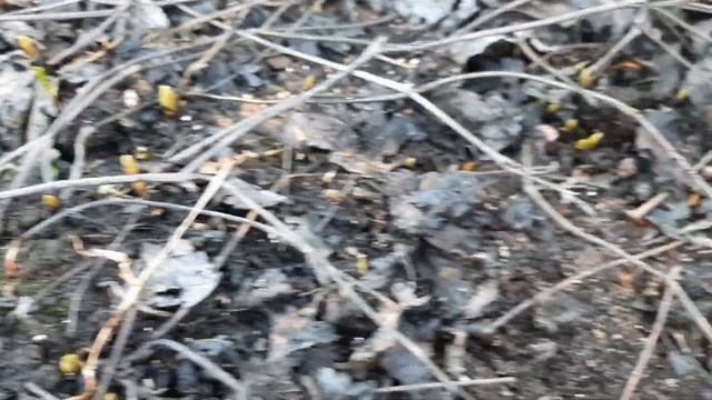 КНЯЖЕНИКА.Осенняя тотальная обработка купоросом железным + мочевиной- результаты. смотреть онлайн