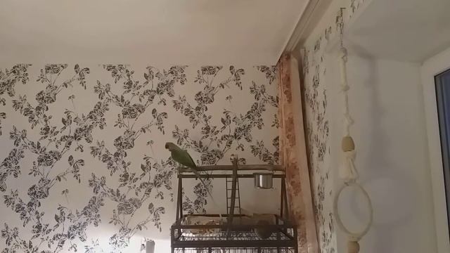 Александрийский попугай Лорик смотреть онлайн